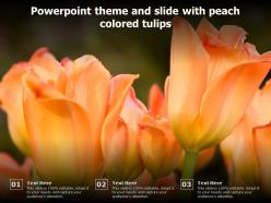 Powerpoint theme and slide with peach colored tulips