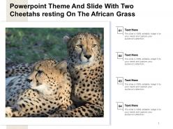 Powerpoint theme and slide with two cheetahs resting on the african grass