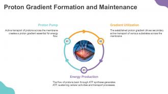 Proton Gradient Formation And Maintenance PPT Outline ACP