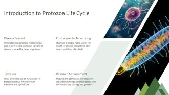 Protozoa Life Cycle Asexual And Sexual Reproduction Explained PPT Presentation AT Captivating Slides