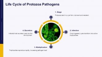 Protozoa Pathogen PPT Outline ACP Compatible Downloadable