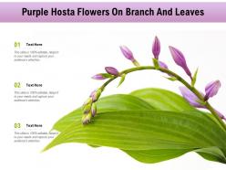 Purple hosta flowers on branch and leaves
