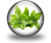 Fresh green mint leaves powerpoint icon c
