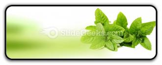 Fresh green mint leaves powerpoint icon r