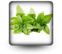 Fresh green mint leaves powerpoint icon s