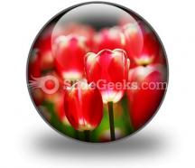 Red tulips powerpoint icon c