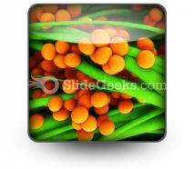 Staphylococcus science powerpoint icon s