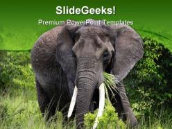 African elephant animals powerpoint backgrounds and templates 0111