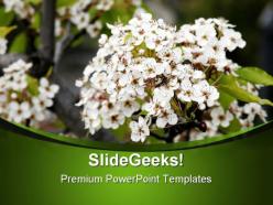 Beautiful white flowers nature powerpoint templates and powerpoint backgrounds 0311