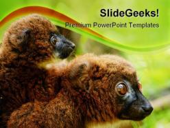 Bellied lemur animals powerpoint backgrounds and templates 0111
