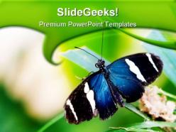 Blue butterfly animals powerpoint templates and powerpoint backgrounds 0511