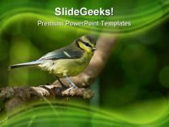 Blue tit fledgling nature powerpoint templates and powerpoint backgrounds 0211