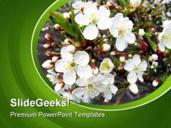 Branch of a blossoming tree nature powerpoint templates and powerpoint backgrounds 0311