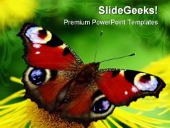 Butterfly animals powerpoint templates and powerpoint backgrounds 0211