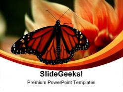 Butterfly beauty nature powerpoint templates and powerpoint backgrounds 0211