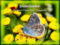 Butterfly beauty powerpoint templates and powerpoint backgrounds 0211