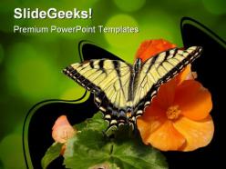 Butterfly on orange flower animals powerpoint templates and powerpoint backgrounds 0111