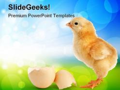Chick new born animals powerpoint templates and powerpoint backgrounds 0511