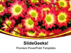Chrysanthemum flower nature powerpoint templates and powerpoint backgrounds 0211