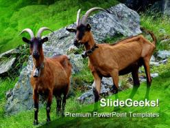 Couple of goats animals powerpoint templates and powerpoint backgrounds 0111