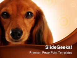 Dachshund head portrait animals powerpoint templates and powerpoint backgrounds 0211