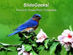 Eastern blue bird animals powerpoint templates and powerpoint backgrounds 0111