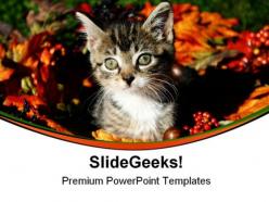 Fall kitty animals powerpoint templates and powerpoint backgrounds 0511