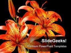 Flowers lily beauty powerpoint backgrounds and templates 1210