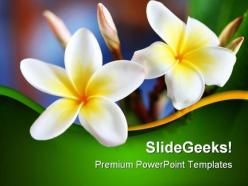 Frangipani flower beauty powerpoint templates and powerpoint backgrounds 0311