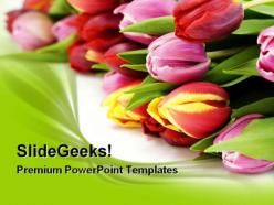 Fresh tulip flowers beauty powerpoint templates and powerpoint backgrounds 0311