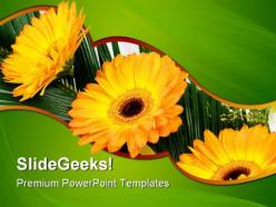 Gerbers flowers beauty powerpoint templates and powerpoint backgrounds 0511