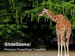 Giraffe animals powerpoint templates and powerpoint backgrounds 0211