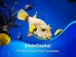 Golden fish animals powerpoint templates and powerpoint backgrounds 0211