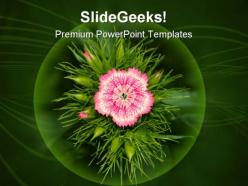 Inflorescence of phlox beauty powerpoint templates and powerpoint backgrounds 0311