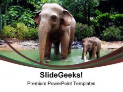 Jungle elephant animals powerpoint templates and powerpoint backgrounds 0211