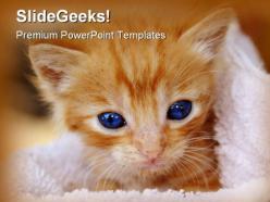Kitten animals powerpoint templates and powerpoint backgrounds 0211