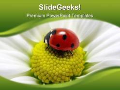 Lady bug on flower animals powerpoint templates and powerpoint backgrounds 0211