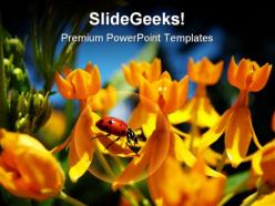Lady bug on yellow flowers beauty powerpoint templates and powerpoint backgrounds 0211