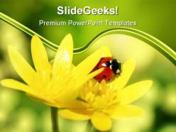 Ladybird on yellow petals nature powerpoint templates and powerpoint backgrounds 0211