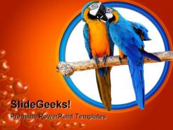 Love parrots animals powerpoint backgrounds and templates 1210