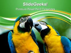 Love parrots animals powerpoint templates and powerpoint backgrounds 0611