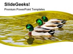 Mallard duck family powerpoint templates and powerpoint backgrounds 0211