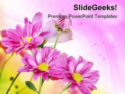 Margherite flowers beauty powerpoint templates and powerpoint backgrounds 0511