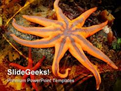 Northern starfish animals powerpoint templates and powerpoint backgrounds 0511