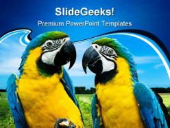 Parrots in love beauty powerpoint templates and powerpoint backgrounds 0211