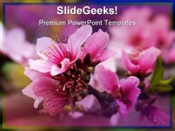 Pink peach blossom nature powerpoint templates and powerpoint backgrounds 0311