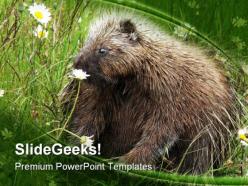 Porcupine animals powerpoint templates and powerpoint backgrounds 0211