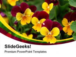 Purple yellow pansies beauty  powerpoint templates and powerpoint backgrounds 0211