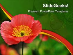 Red iceland poppy beauty powerpoint templates and powerpoint backgrounds 0311