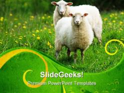 Sheep in field animals powerpoint templates and powerpoint backgrounds 0611